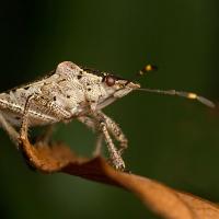 Shieldbug - Troilus luridus 